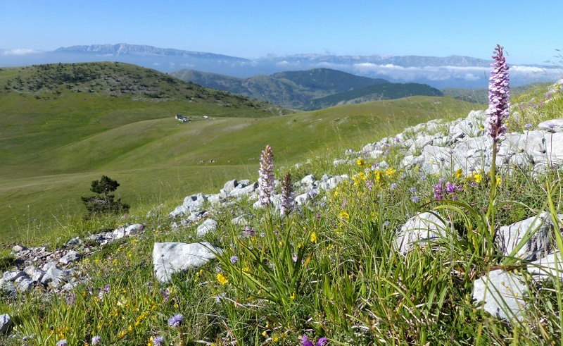 Orchidee a Campo Imperatore tra Medioevo e wilderness  primavera 2023